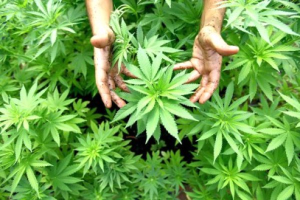 Constănţeanul care cultiva cannabis în curtea bunicii, condamnat cu suspendare